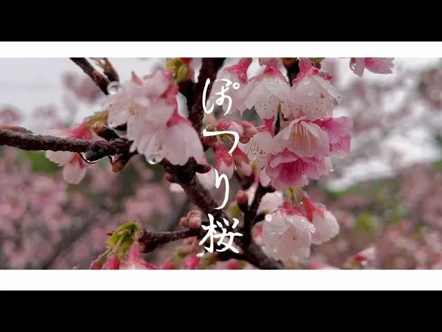 「ぽつり桜（demo）」Lyric Video